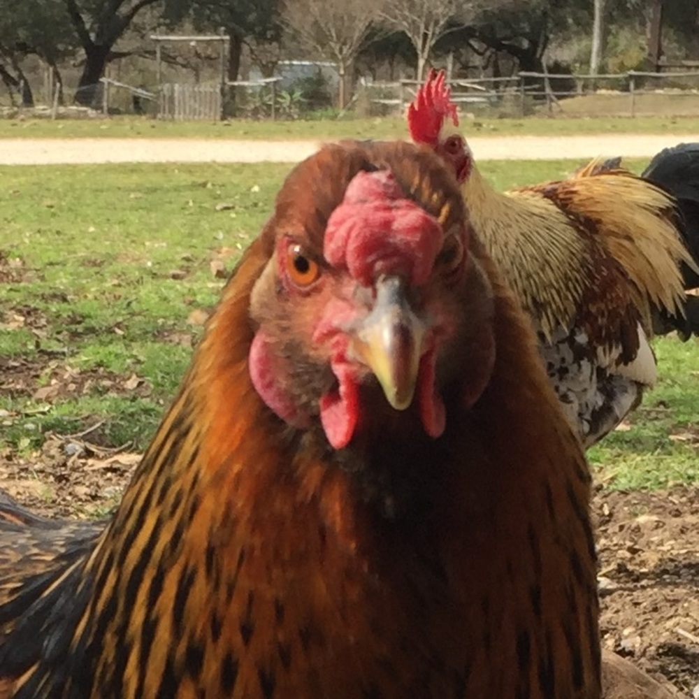 Meet your Posher, Alec